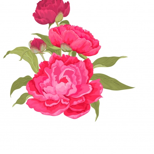 Background and frame with peonies