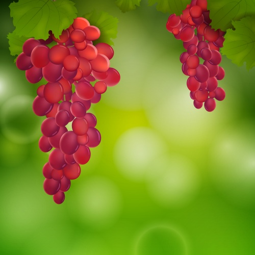       / Autumn background with grapes and pumpkin - vector