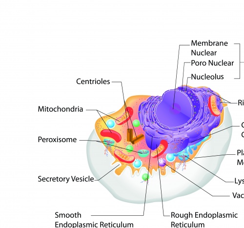     | Biology and Medicine infographic vector