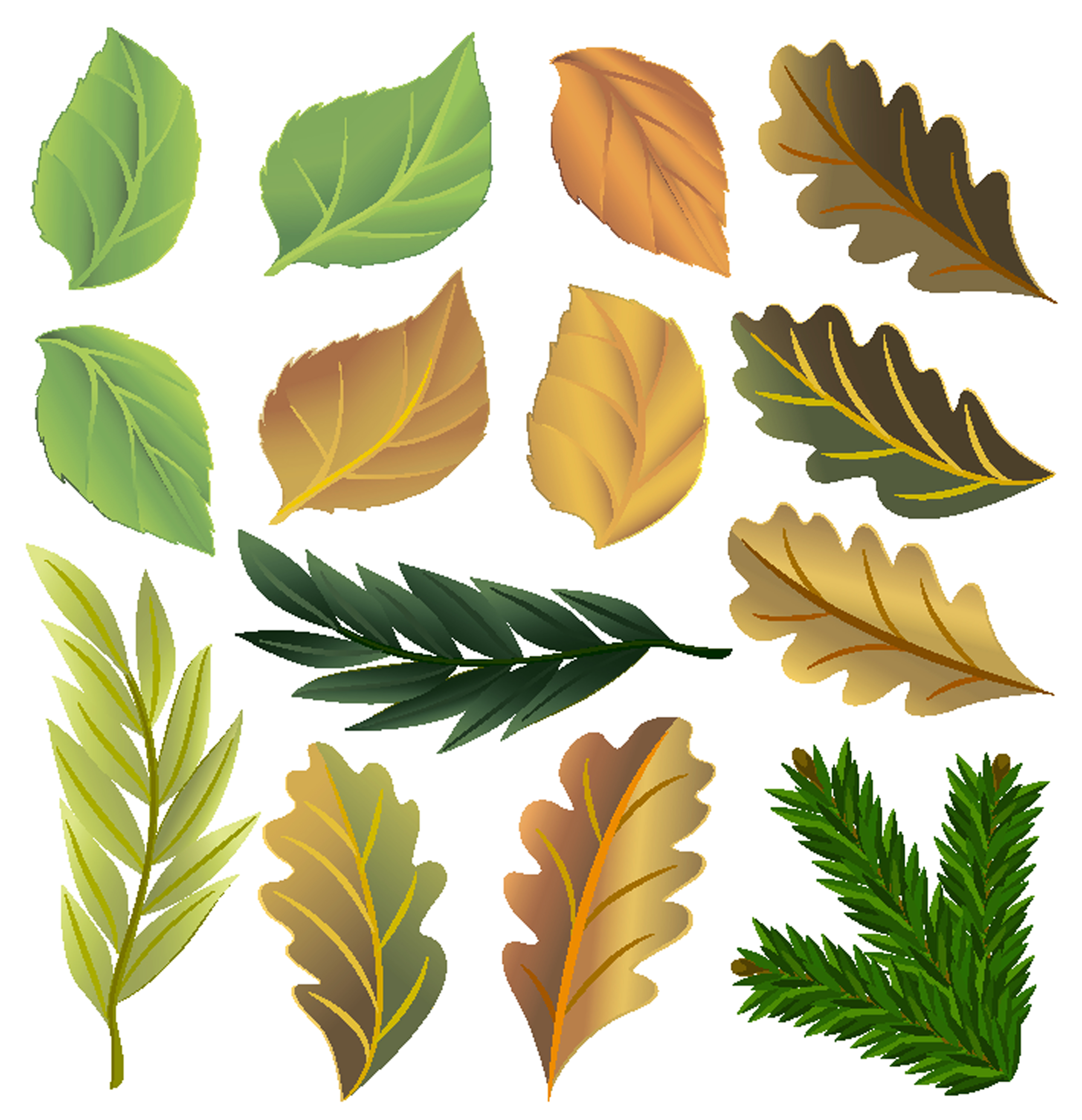 Leaves collection. Осенние листочки. Цветной лист. Красивые листья деревьев. Рисование разноцветные листочки.
