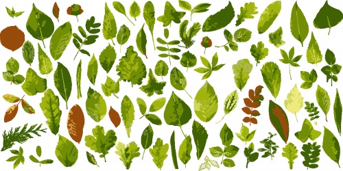 Stock: Leaves in Vector
