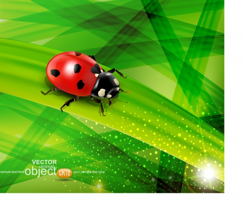 Spring background with ladybug
