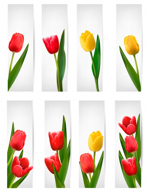     / Vector background with tulips